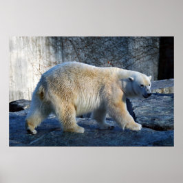 Eisbaer ポスター