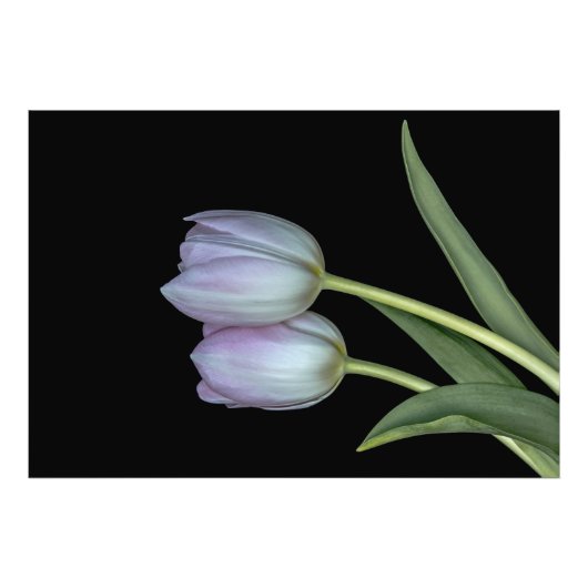 El abrazo de los tulipanes. フォトプリント (正面)