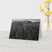 El Centroの近くの太陽への綿分野、1966年 カード (黄色い花)