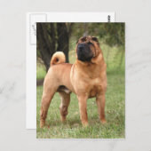 EL JAYSの郵便はがき ポストカード (正面/裏面)