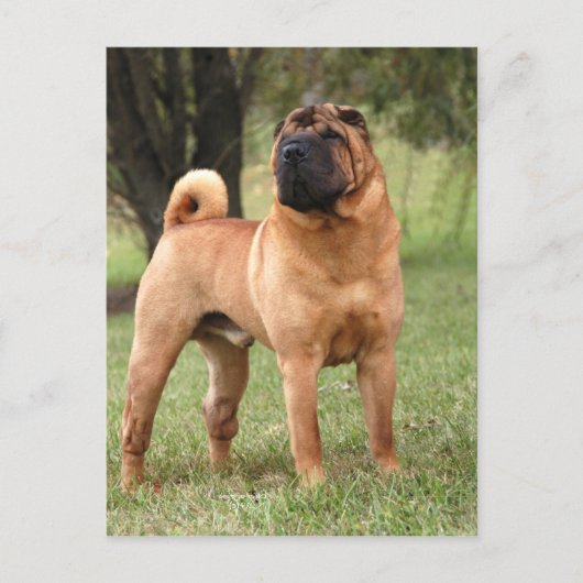 EL JAYSの郵便はがき ポストカード (正面)