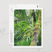 El Yunqueの国民の雨林の熱帯植物 ポストカード (正面/裏面)