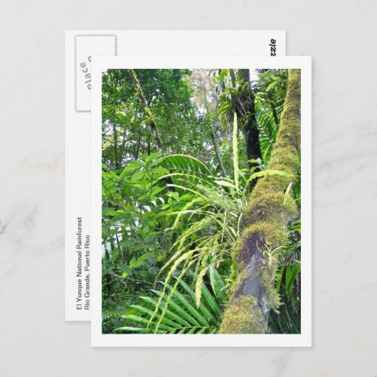 El Yunqueの国民の雨林の熱帯植物 ポストカード (正面/裏面)