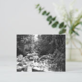 El Yunqueの国民の雨林 ポストカード (スタンド正面)