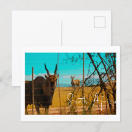 Eland Antelope Animal South Africa ZA ポストカード