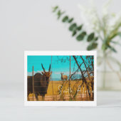Eland Antelope Animal South Africa ZA ポストカード (スタンド正面)