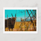 Eland Antelope Animal South Africa ZA ポストカード (正面)