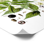 Elderberry Elegance: A Vintage Botanical ポスター (角)