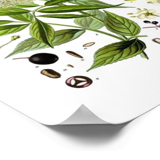 Elderberry Elegance: A Vintage Botanical ポスター (角)
