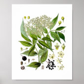 Elderberry Elegance: A Vintage Botanical ポスター (正面)