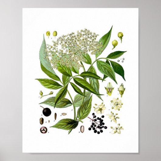 Elderberry Elegance: A Vintage Botanical ポスター (正面)