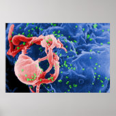 Electron Micrograph of HIV-1 Budding Lymphocyte ポスター (正面)