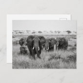 Elefanten in der Masai Mara Postkarte ポストカード (正面/裏面)