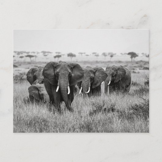 Elefanten in der Masai Mara Postkarte ポストカード (正面)