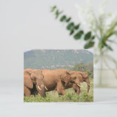 Elefanten in der Savanne, Samburu, Kenia, Afrika ポストカード (スタンド正面)