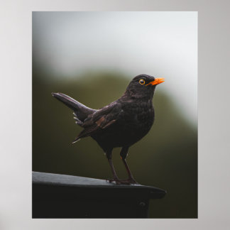 Elegance of the Common Blackbird Fine Art Poster ポスター