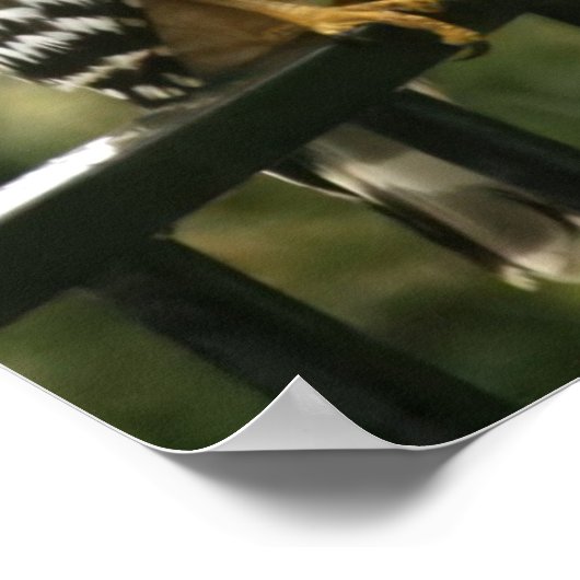 "Elegance" Red Shouldered Hawk ポスター (角)