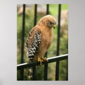 "Elegance" Red Shouldered Hawk ポスター (正面)