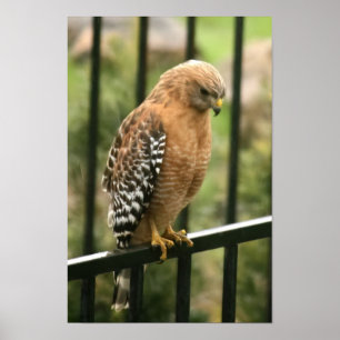 "Elegance" Red Shouldered Hawk ポスター