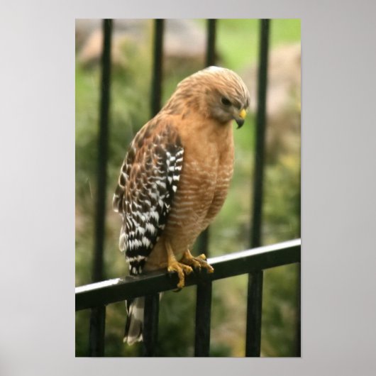 "Elegance" Red Shouldered Hawk ポスター (正面)
