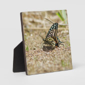 Elegant Asian Swallowtail Butterfly - Detailed Mac フォトプラーク (正面)