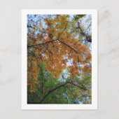 Elegant Autumn Holiday Postcard シーズンポストカード (正面)