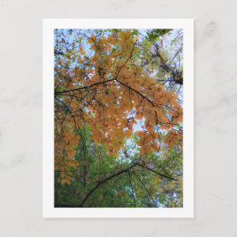Elegant Autumn Holiday Postcard シーズンポストカード