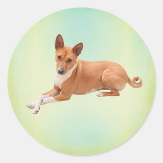Elegant Basenji Dog  ラウンドシール