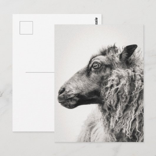 Elegant Black and White Sheep Profile Postcard ポストカード (正面/裏面)