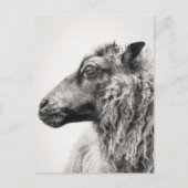 Elegant Black and White Sheep Profile Postcard ポストカード (正面)