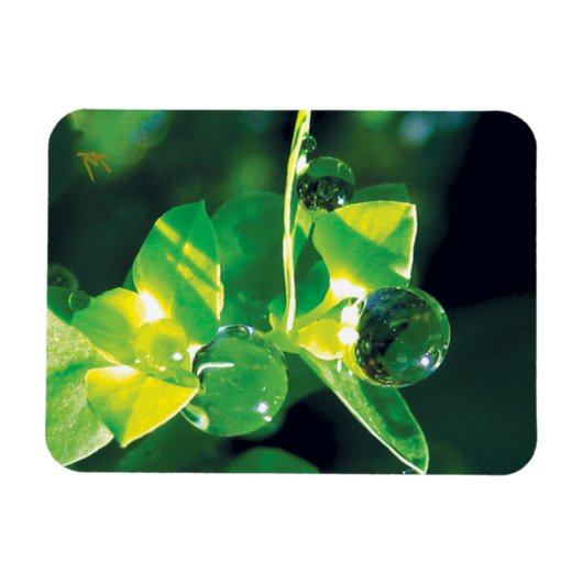 Elegant Dew Drops on Green Leaves マグネット (横)