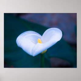 Elegant Heart-Shaped White Calla Lily ポスター