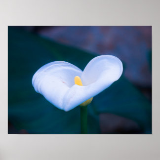 Elegant Heart-Shaped White Calla Lily ポスター