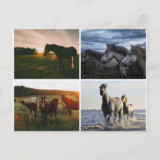 ELEGANT HORSES POSTCARD ポストカード (正面)