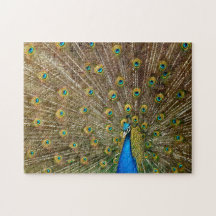 Elegant Peacock Tail Feathers 