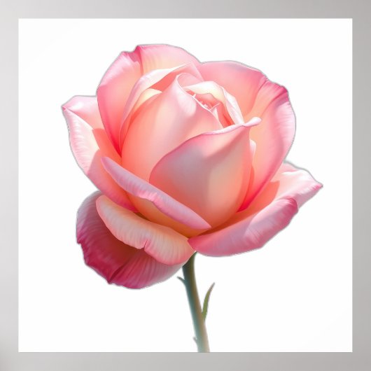 Elegant Pink Rose Blossom on Stem ポスター (正面)