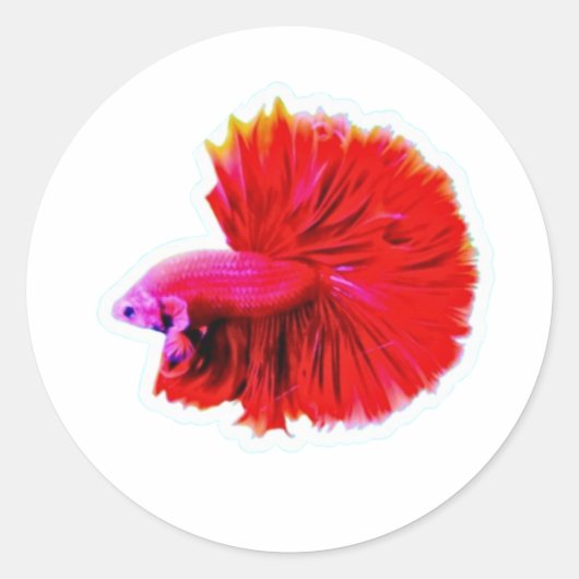 Elegant Red Rose Tail Betta Sticker - Luxury Flowi ラウンドシール (正面)