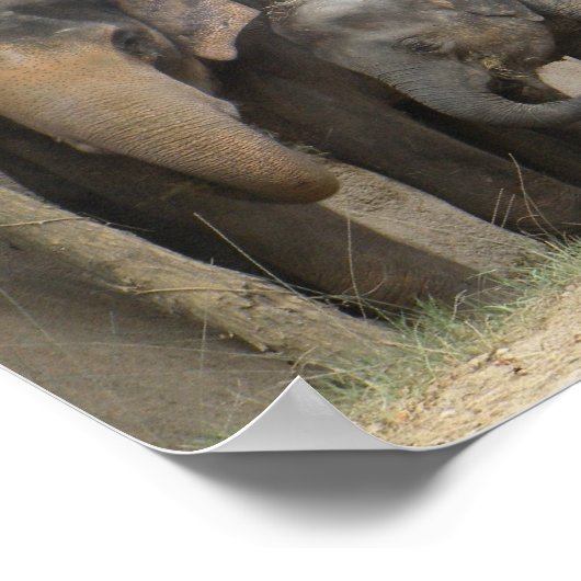 elephant4ポスター ポスター (角)