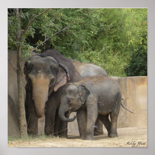 elephant4ポスター ポスター (正面)