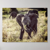 Elephant ポスター (正面)