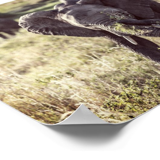 Elephant ポスター (角)