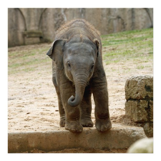 Elephant_20171101_by_JAMFoto フォトプリント (正面)