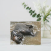 Elephant Bath Day Photo in Thailand ポストカード (スタンド正面)