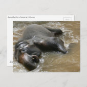 Elephant Bath Day Photo in Thailand ポストカード (正面/裏面)
