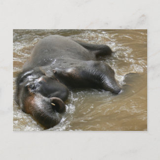 Elephant Bath Day Photo in Thailand ポストカード