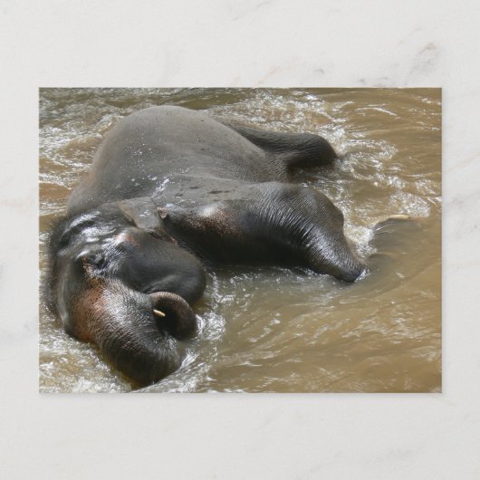 Elephant Bath Day Photo in Thailand ポストカード (正面)
