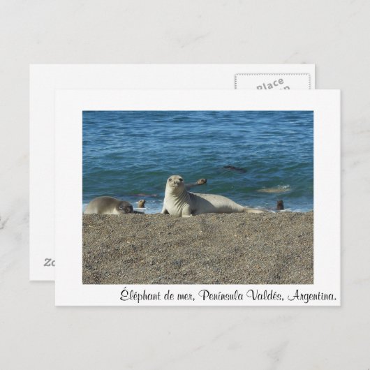 Éléphant de mer ポストカード (正面/裏面)