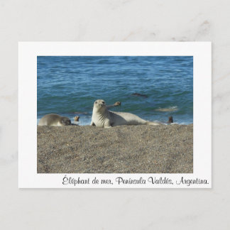 Éléphant de mer ポストカード