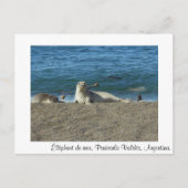 Éléphant de mer ポストカード (正面)