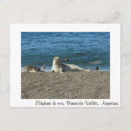 Éléphant de mer ポストカード